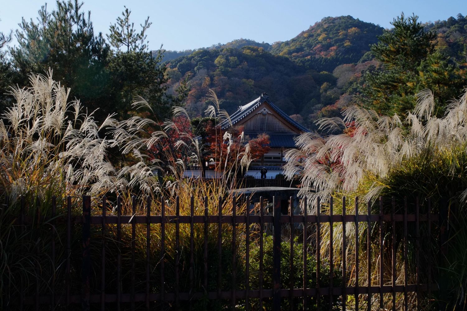Vibrant red Japanese maple trees frame a traditional wooden temple building in autumn scenery.