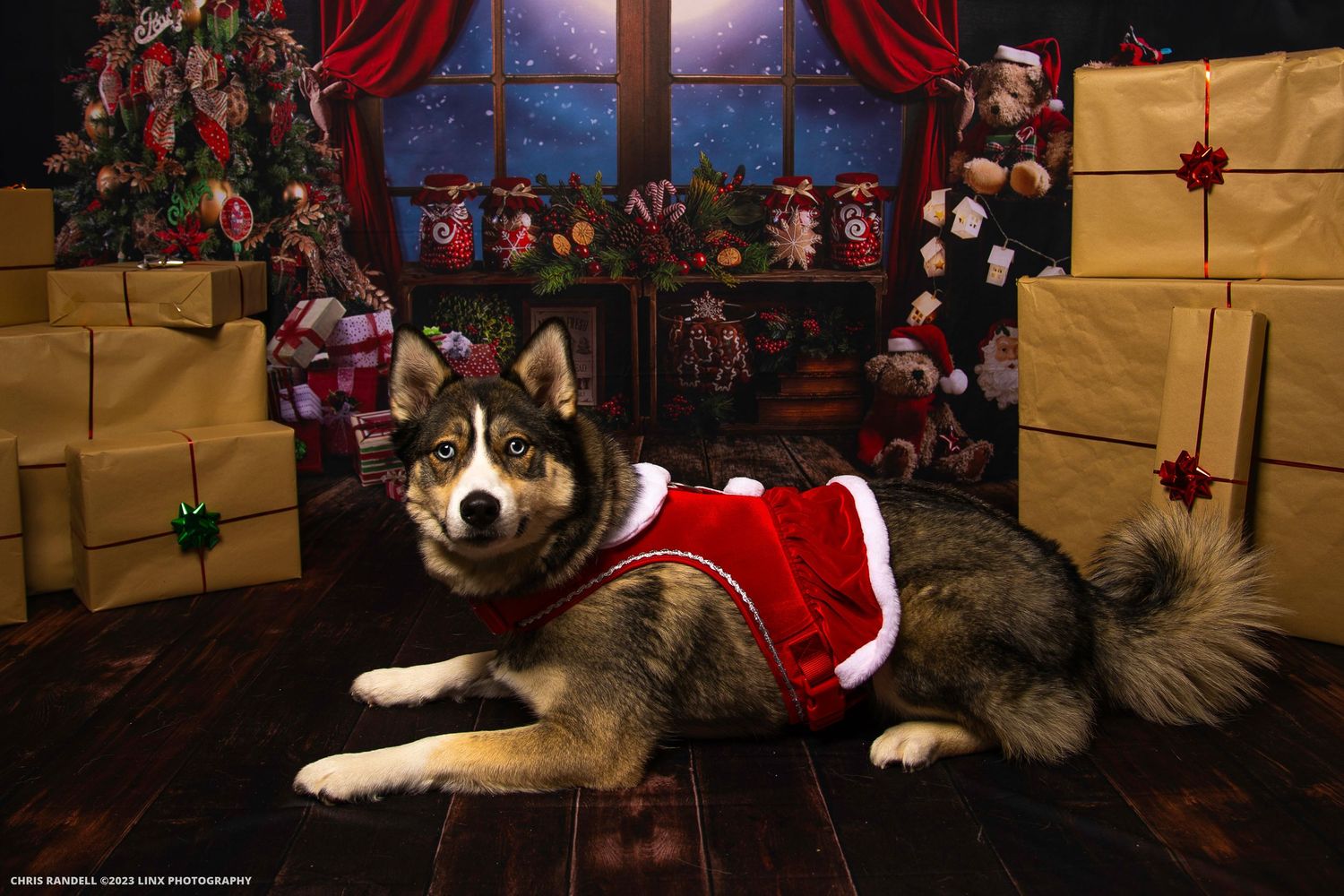 Gorgeous Pet Photo of a Husky Christmas by Linx Photography, Barrie, Ontario