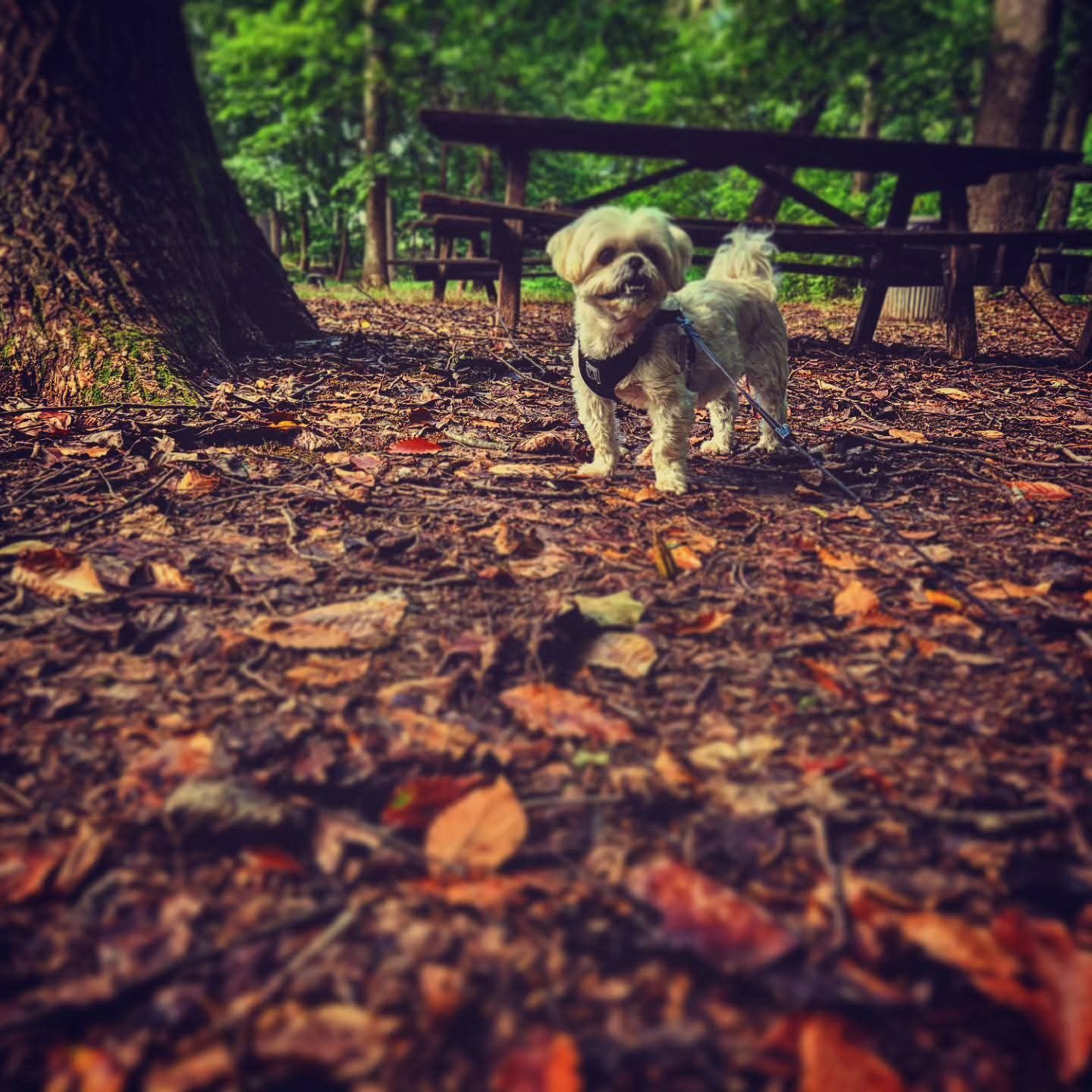 Pet Photography