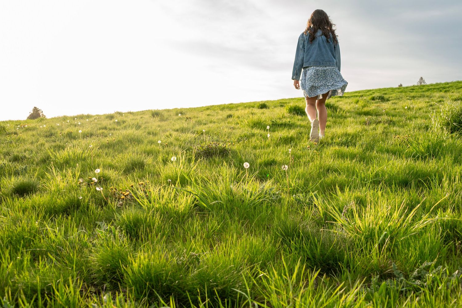 A couple walking their small white dog on a rural country road at sunset.