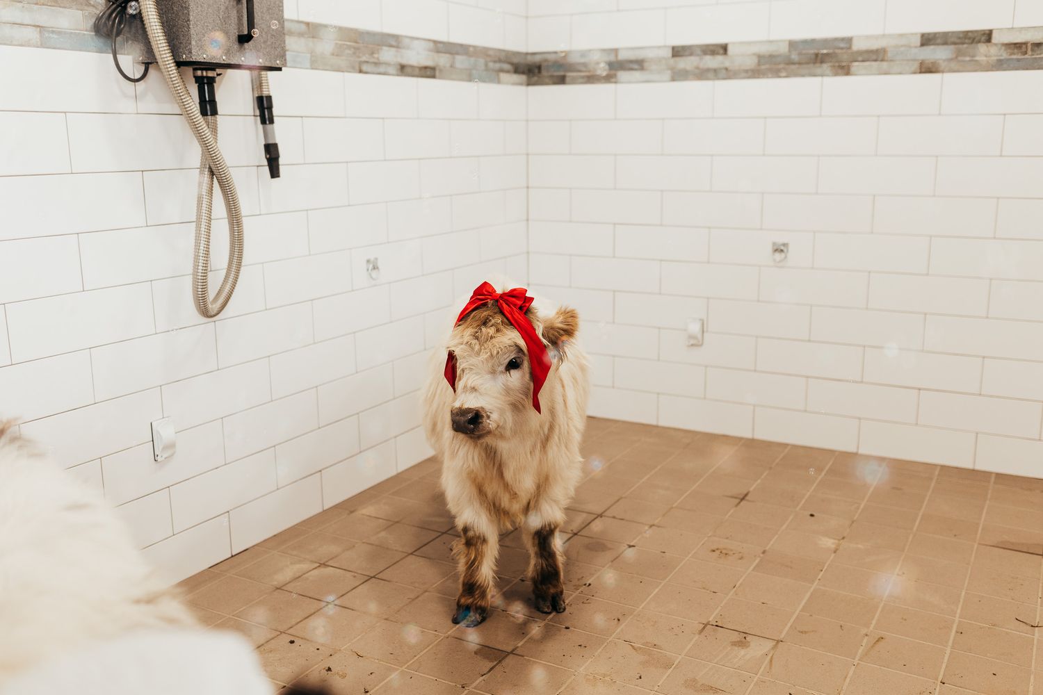 A group of dogs and their trainers participate in an indoor obedience class with white tiled walls.