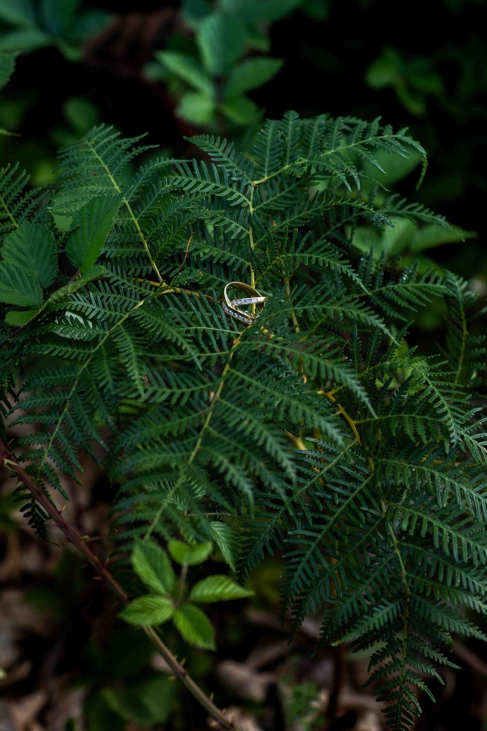 Close-up view of delicate green fern fronds with small pinnate leaves in a natural forest setting.