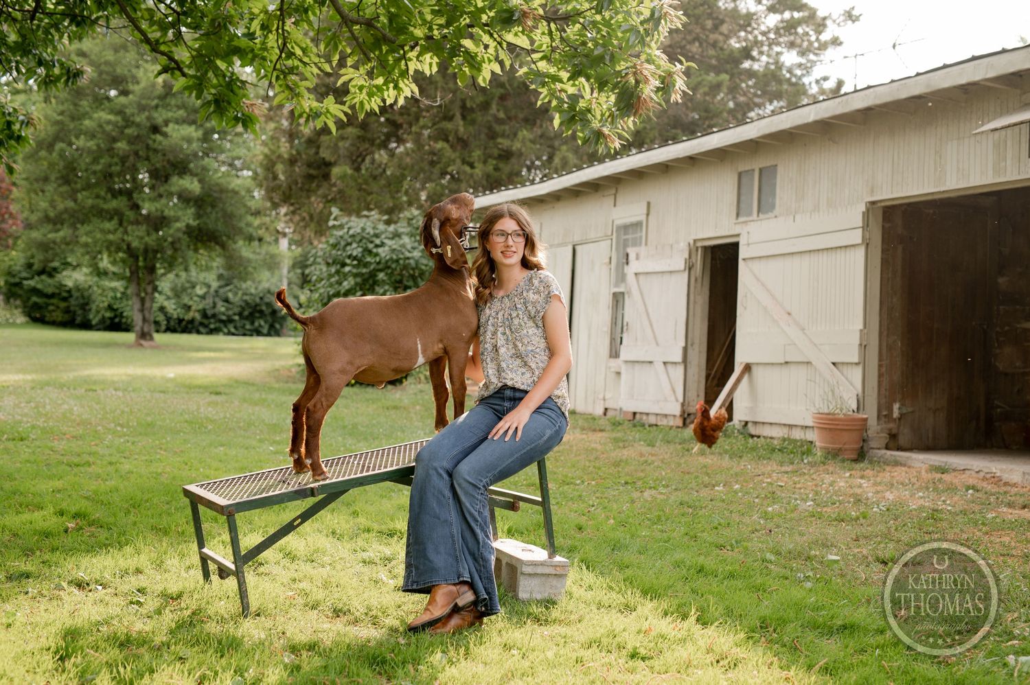 Rustic barn setting with goat standing on bench in green countryside.