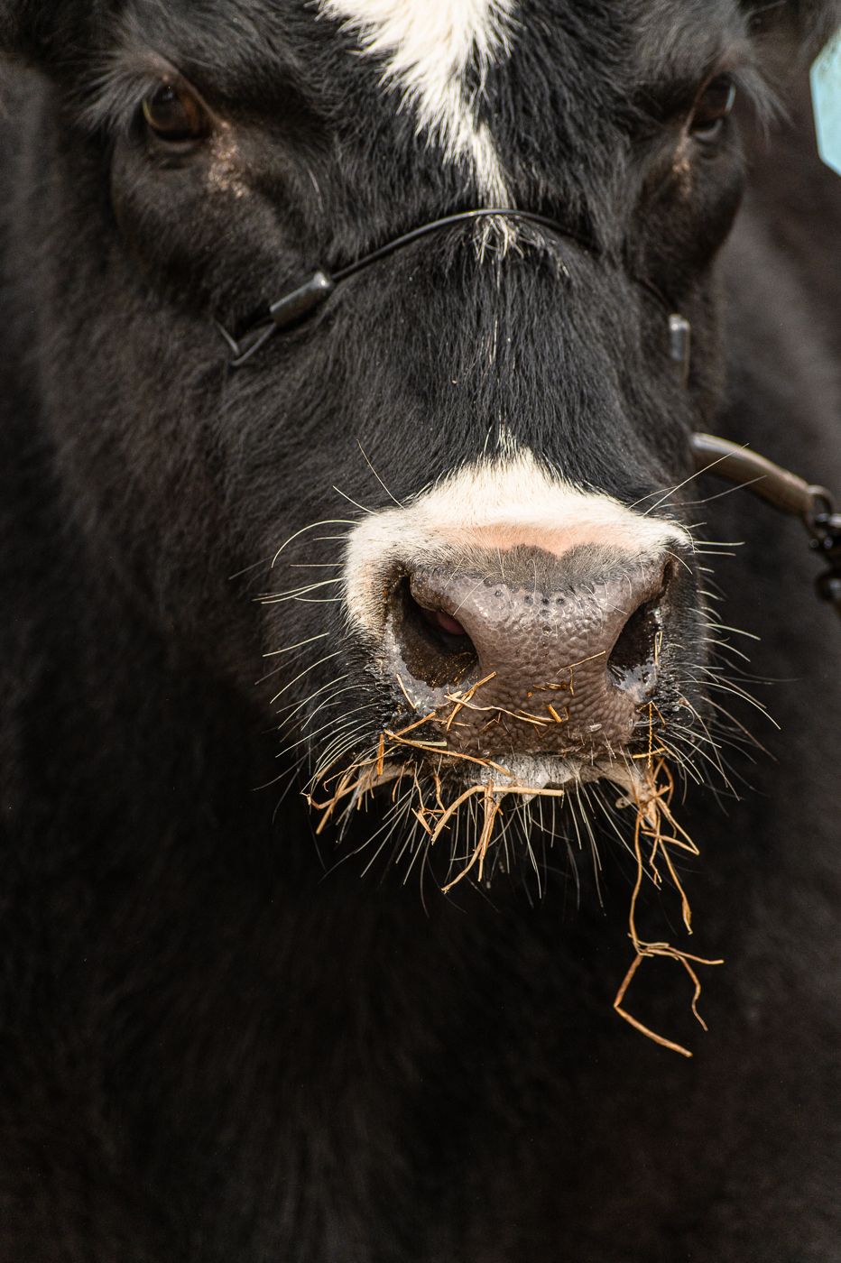 Close-up of a black cow's face with hay in its mouth and a wet pink nose against dark background.