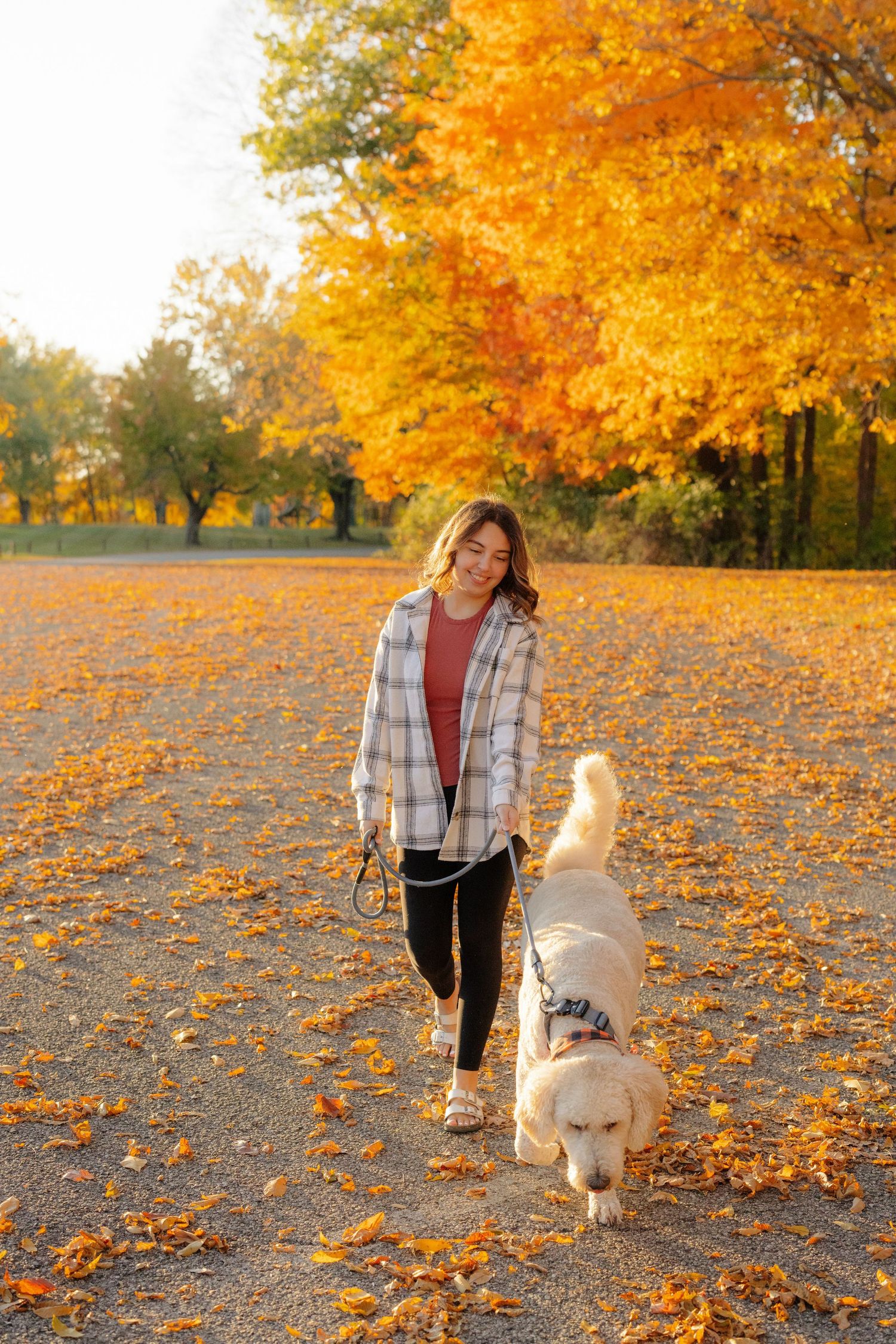 Person walking two golden retrievers on autumn path with vibrant orange fall foliage in background.