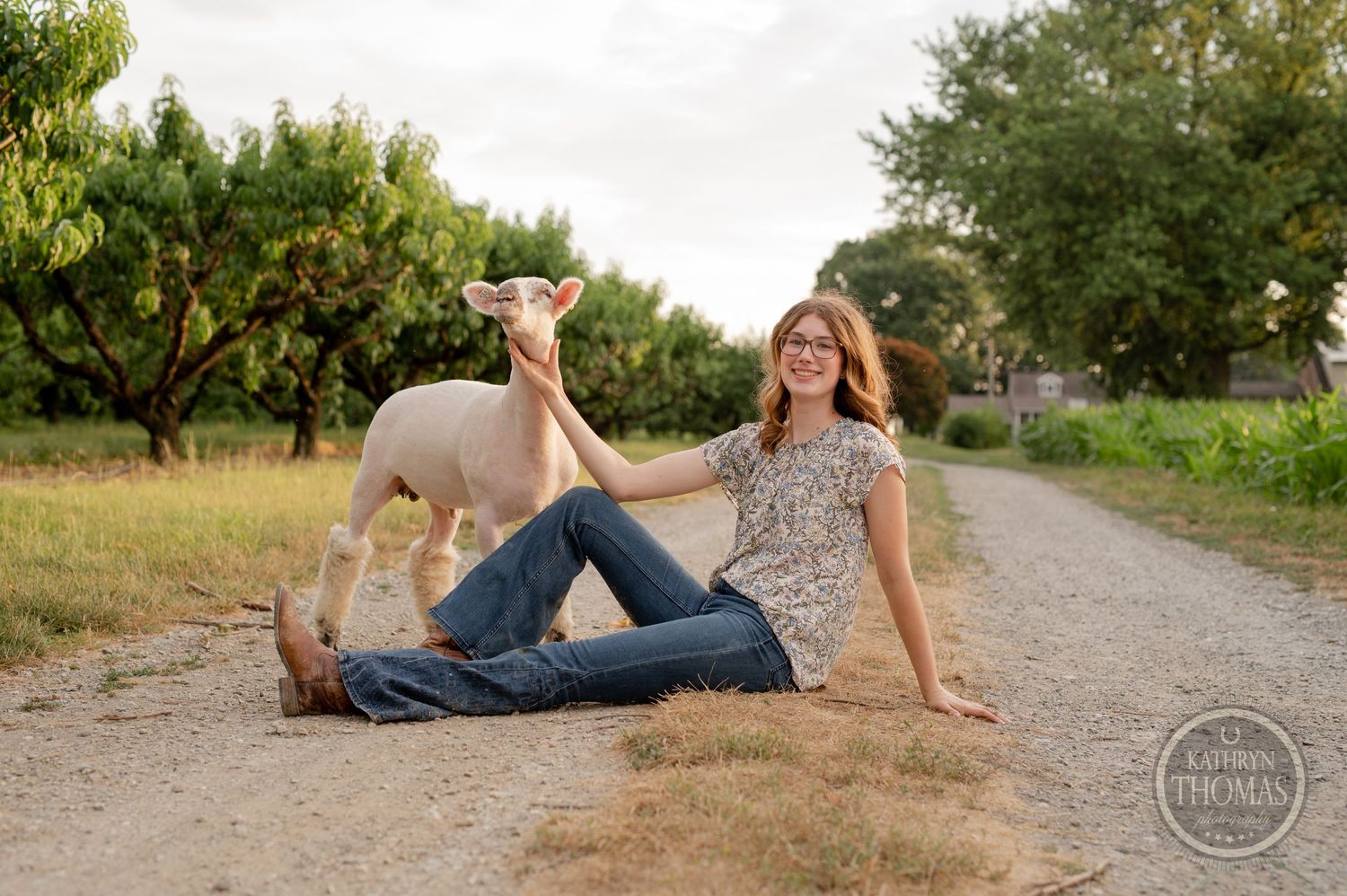 Sheep relax on a sunny dirt path bordered by fruit trees and green grass.
