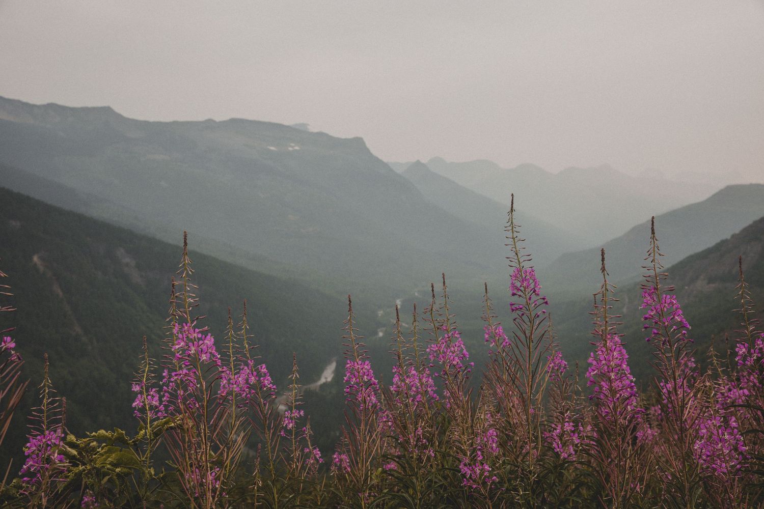Purple fireweed flowers bloom against misty mountain slopes in soft evening light.