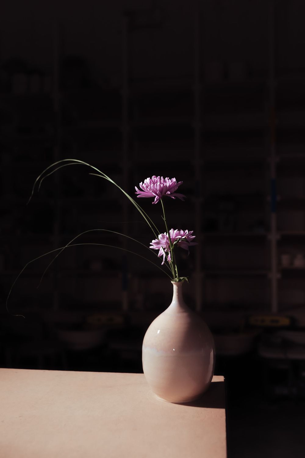 White ceramic vase with two pink chrysanthemums and curved grass stems on a wooden table in dramatic lighting.