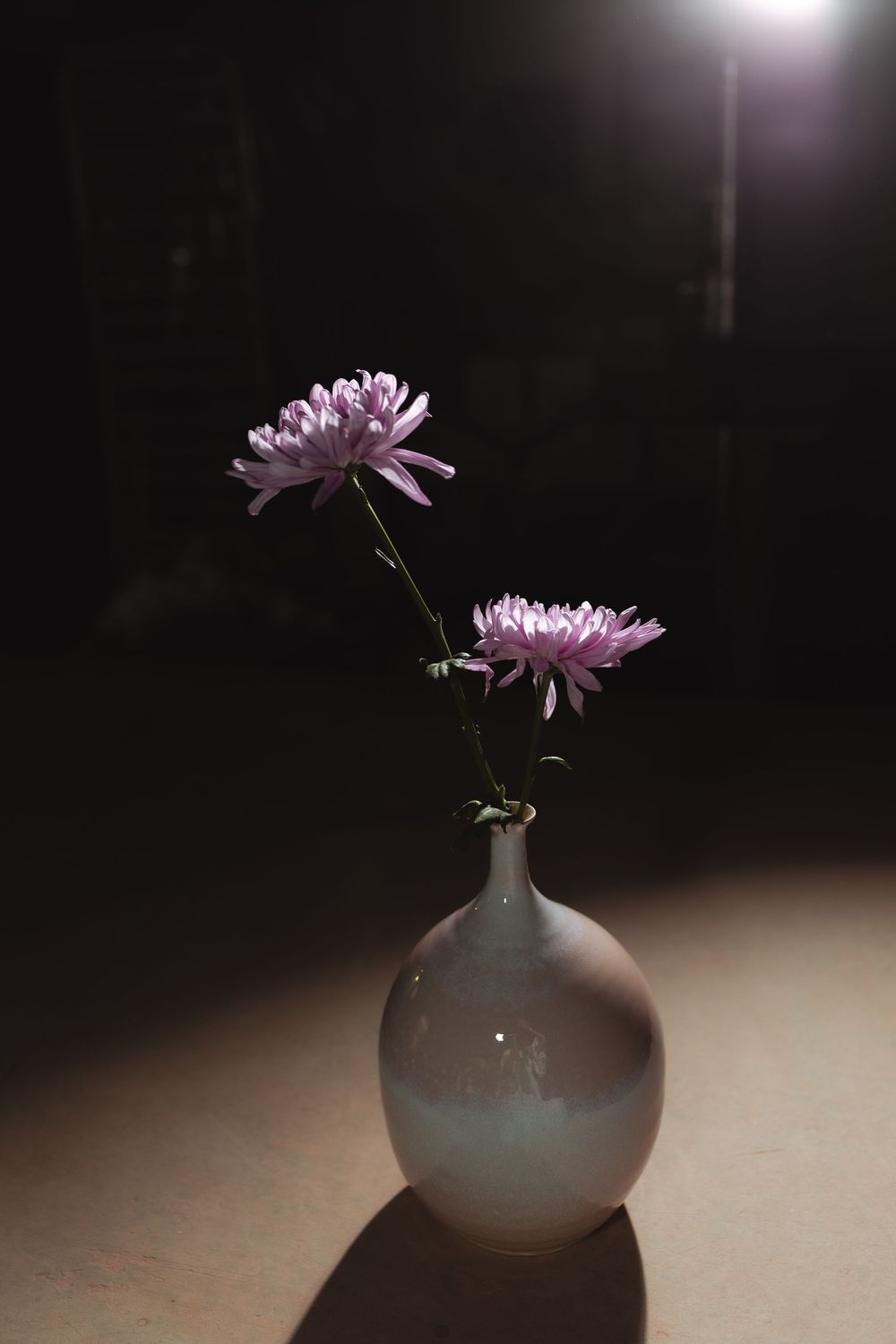 Two pink chrysanthemums in a white ceramic vase illuminated by dramatic spotlight against dark background.
