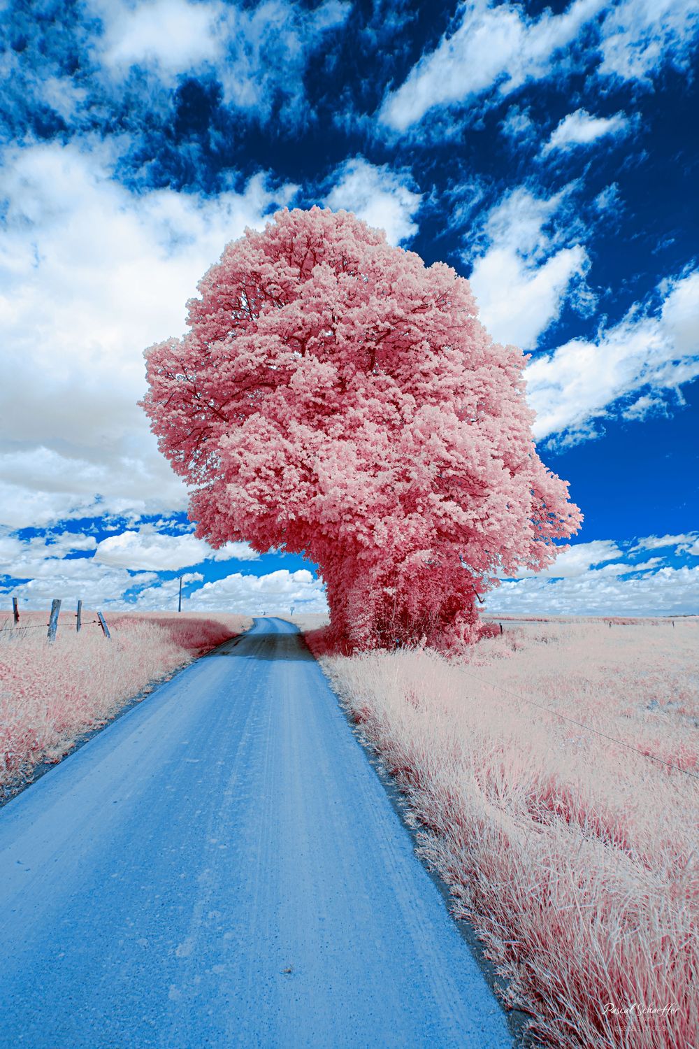Infrared photo of a pink tree beside a country road stretching through pale fields under blue sky.