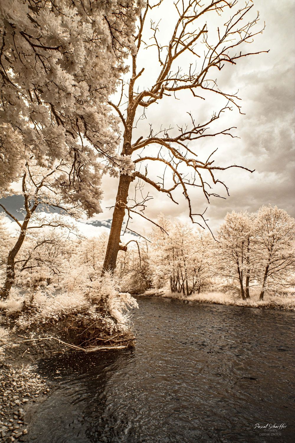 Infrared sepia landscape with bare tree beside a flowing river surrounded by white foliage under cloudy skies.