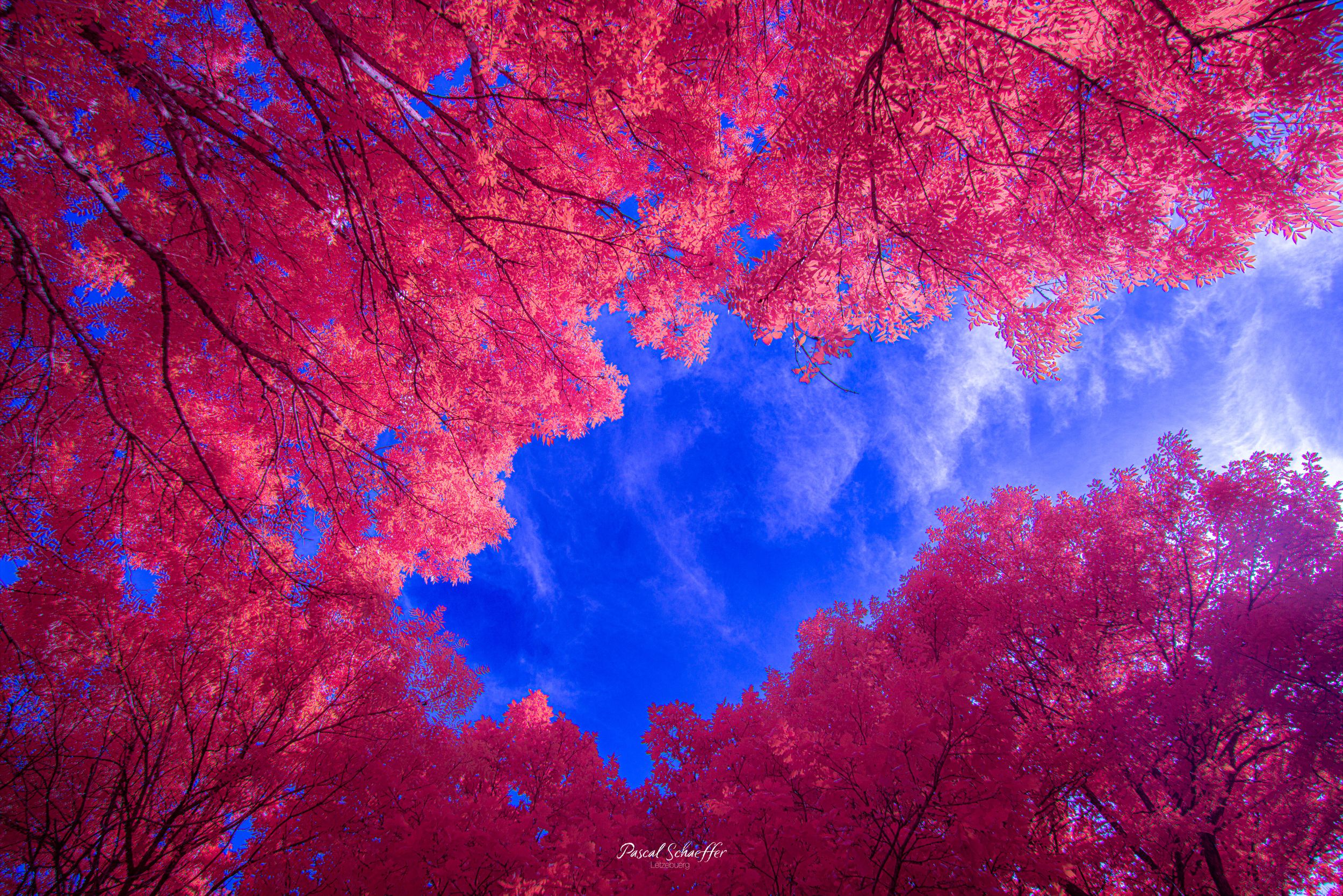 Vibrant pink and red autumn tree canopy framing a bright blue sky in a stunning upward perspective nature photo.