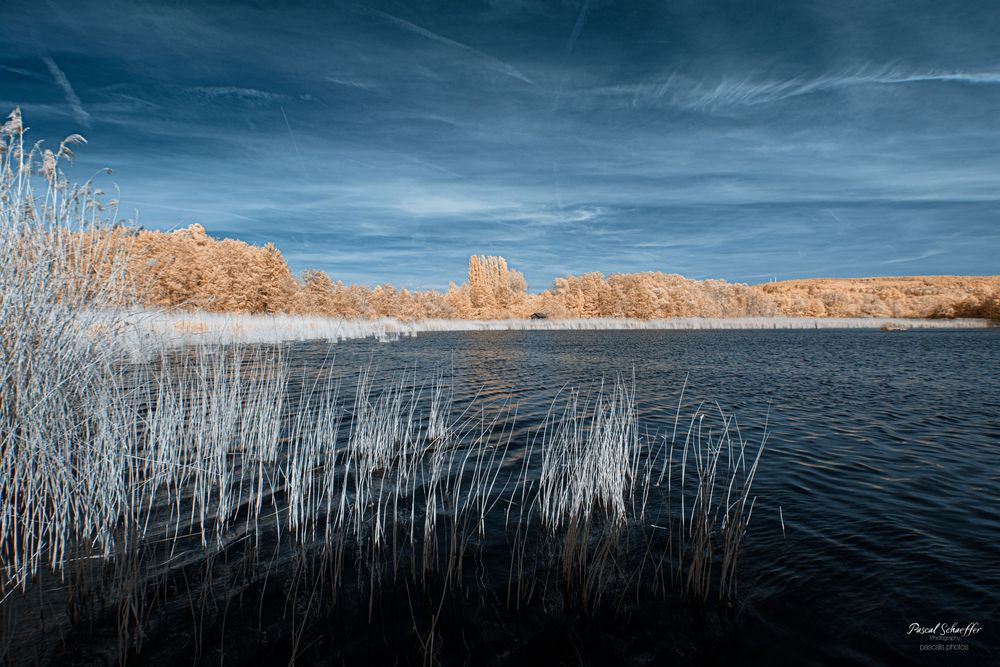 Infrared landscape with golden reeds along a blue lake shore under a vivid blue sky with wispy clouds.