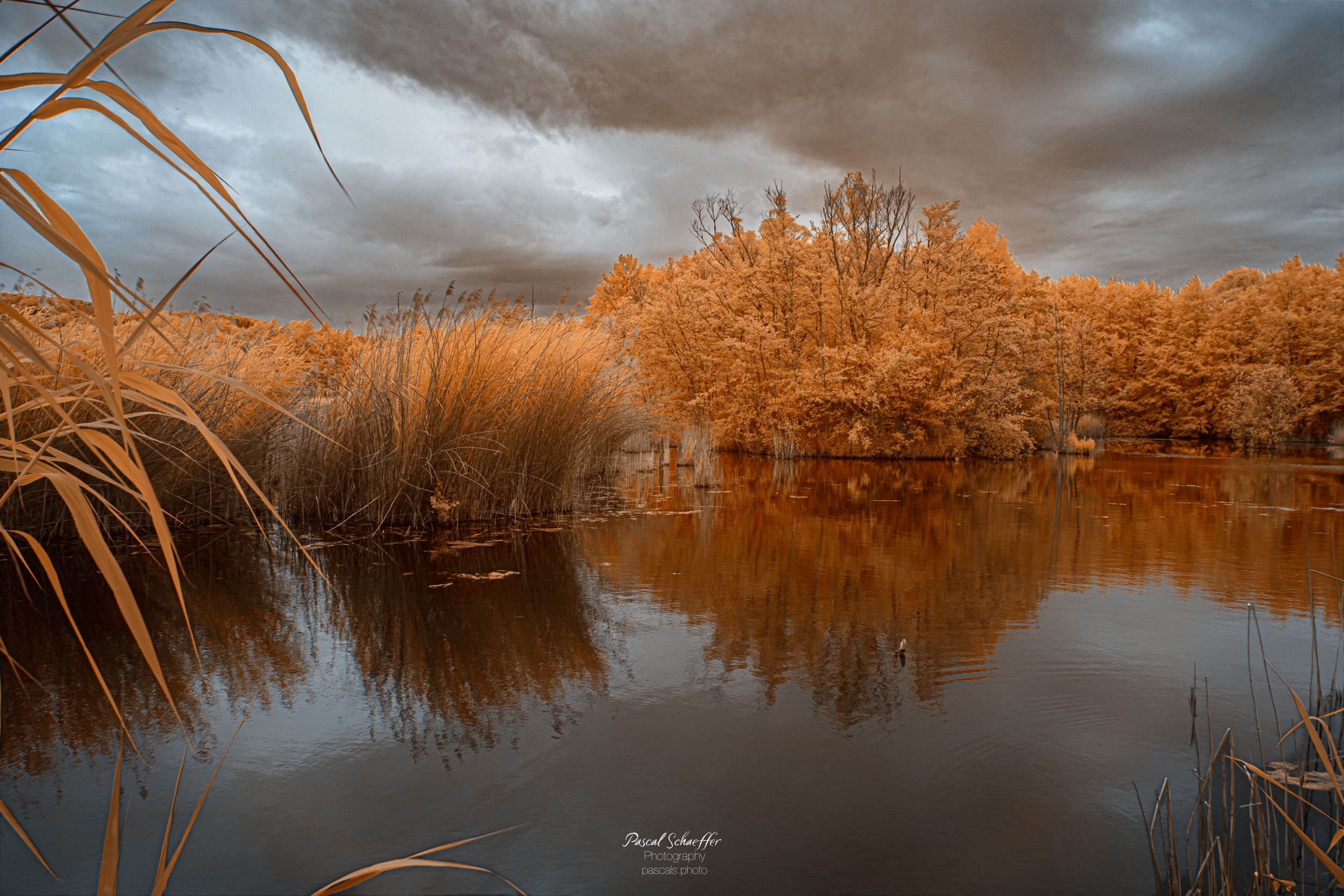 Infrared landscape photo of a tranquil pond surrounded by golden reeds and trees under dramatic storm clouds.