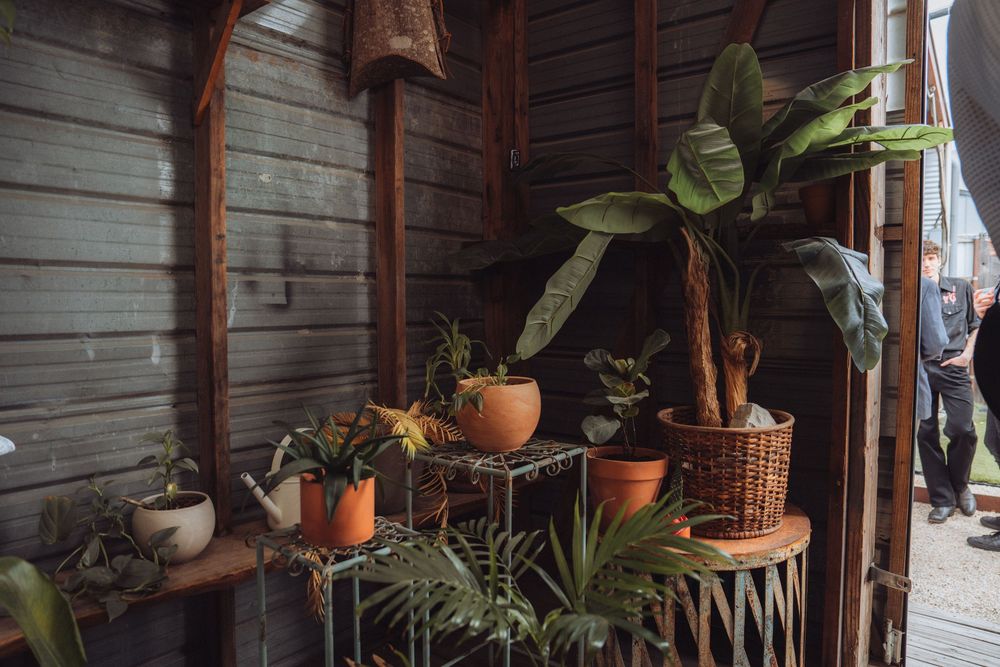 Rustic wooden shed exterior with tropical potted plants including banana tree and ferns displayed on shelves and stands.