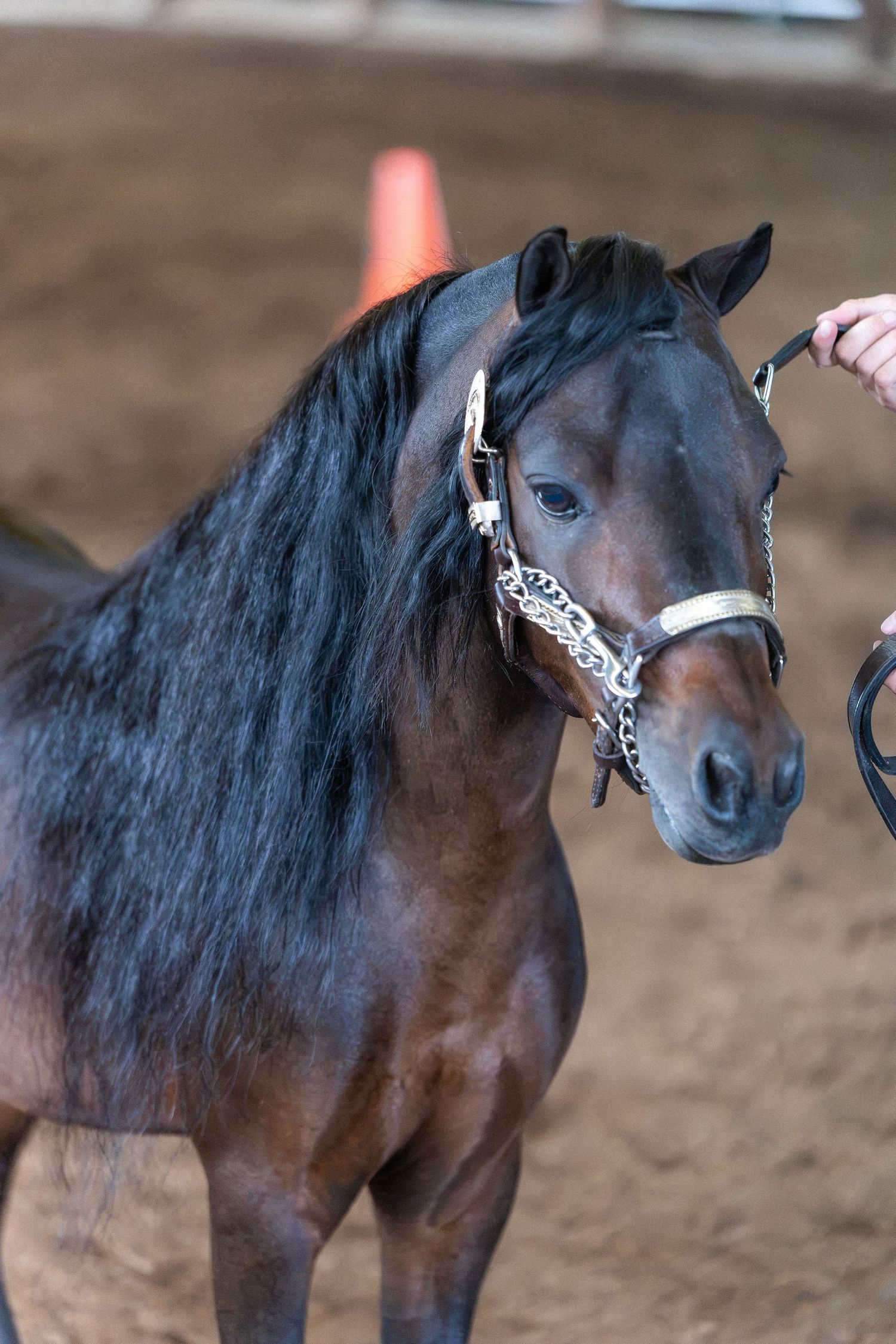 A dark bay horse with a flowing black mane wearing a silver chain halter, held by a handler in an indoor arena.