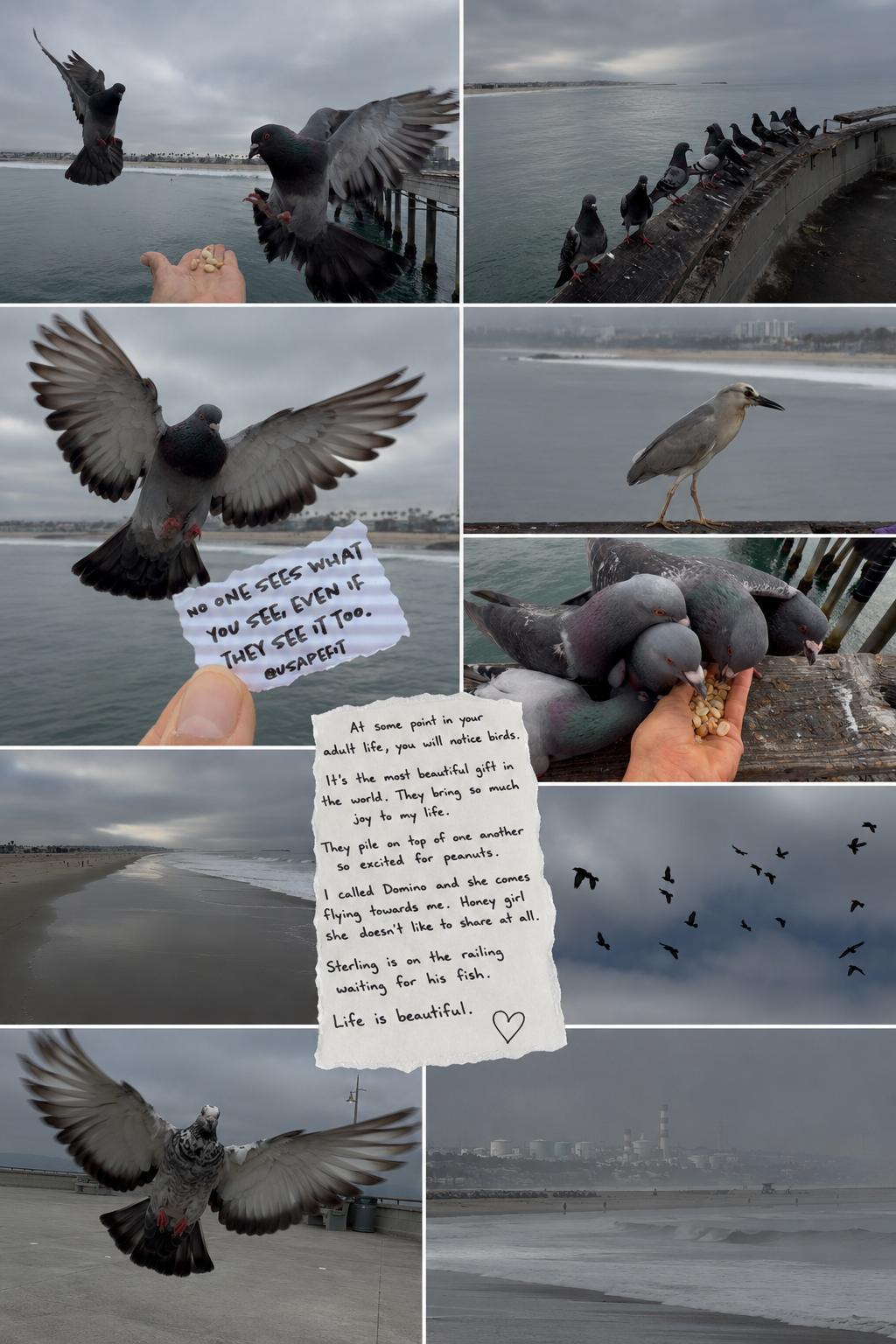 A collage of pigeons and birds near a seaside pier, including a handwritten note about life's beauty and birds flying freely.
