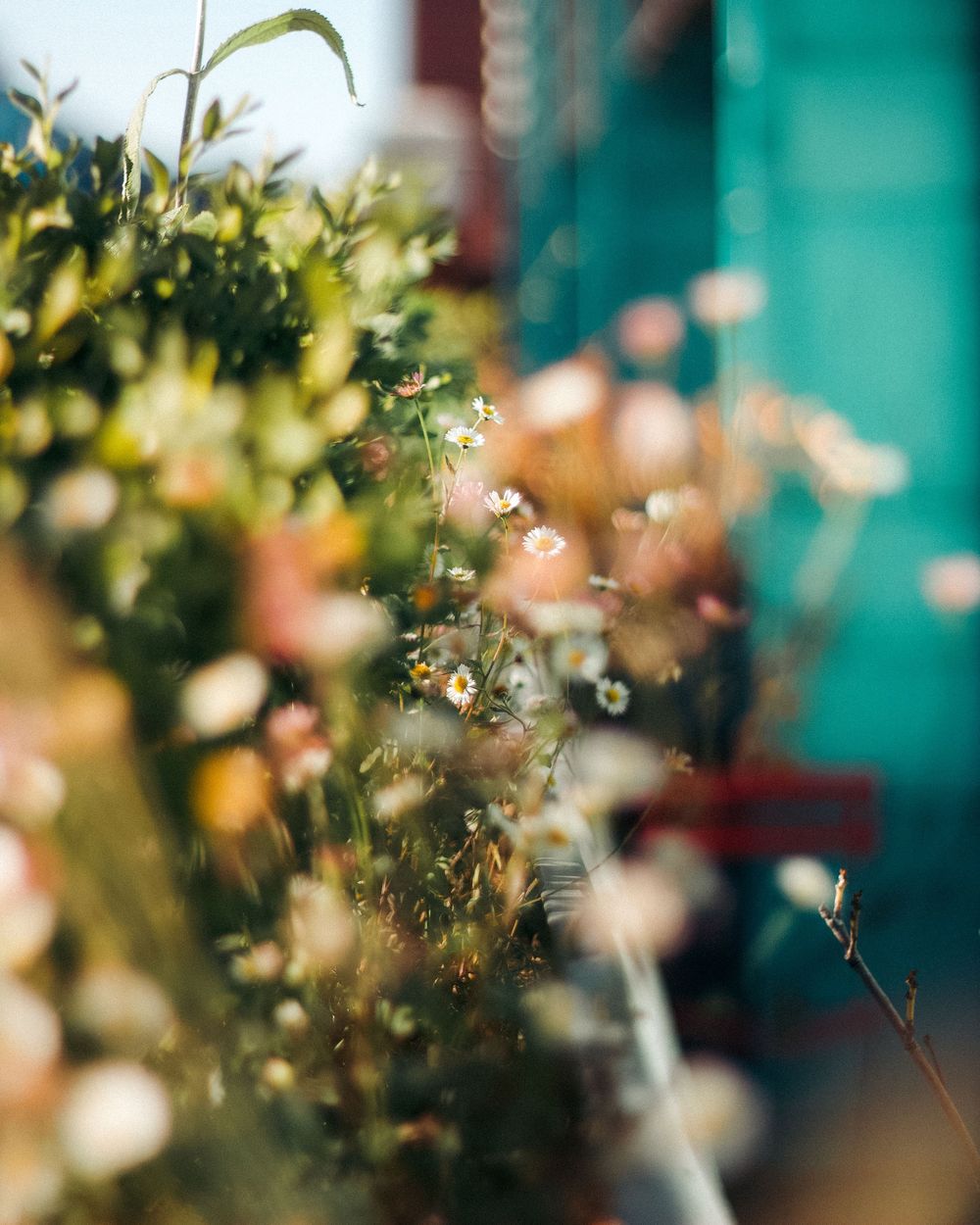 London spring flowers photography