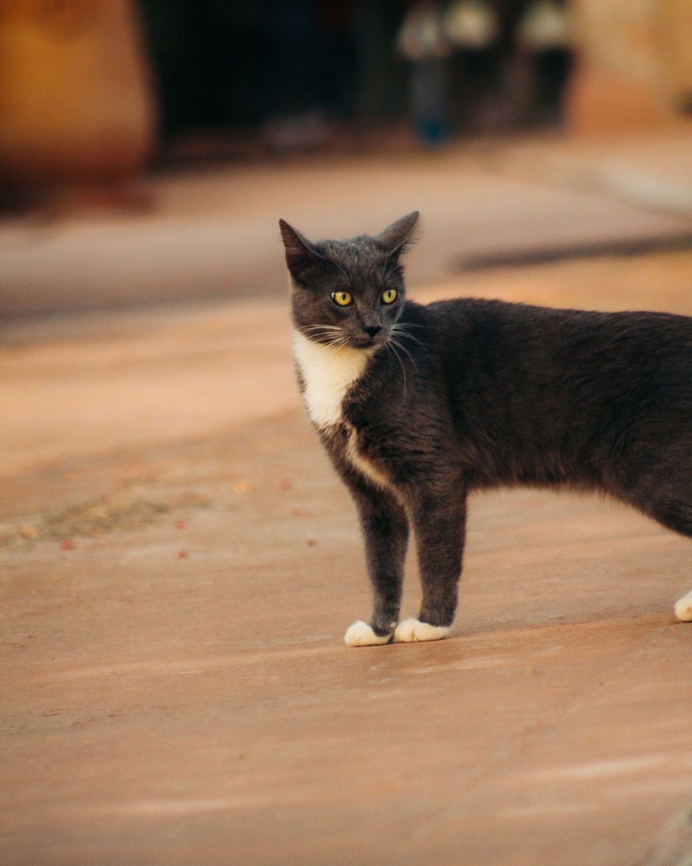 Moroccan cat photography