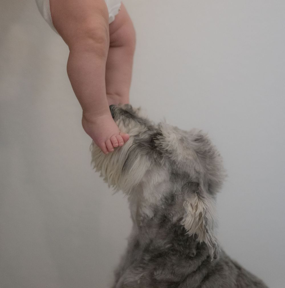 A fluffy gray Schnauzer dog gently sniffing a baby's tiny feet, creating an adorable and heartwarming moment.