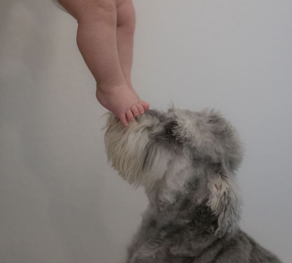 A fluffy gray Schnauzer dog sniffing a baby's tiny feet against a white background.