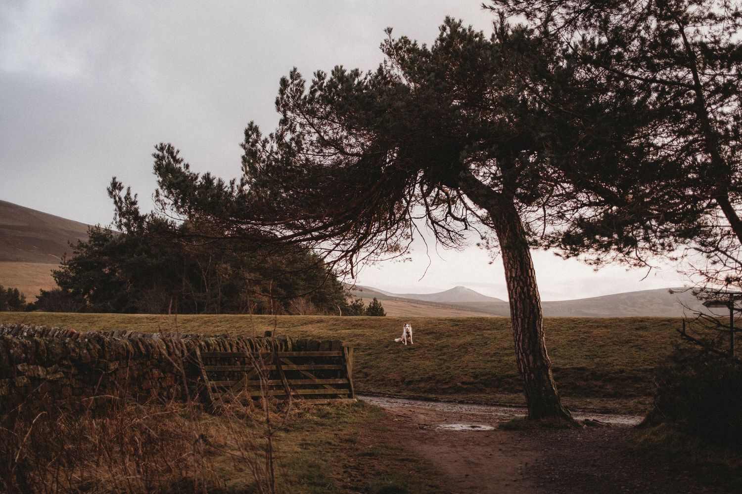 Scenic autumn landscape with rolling hills and golden trees under cloudy skies at sunset.
