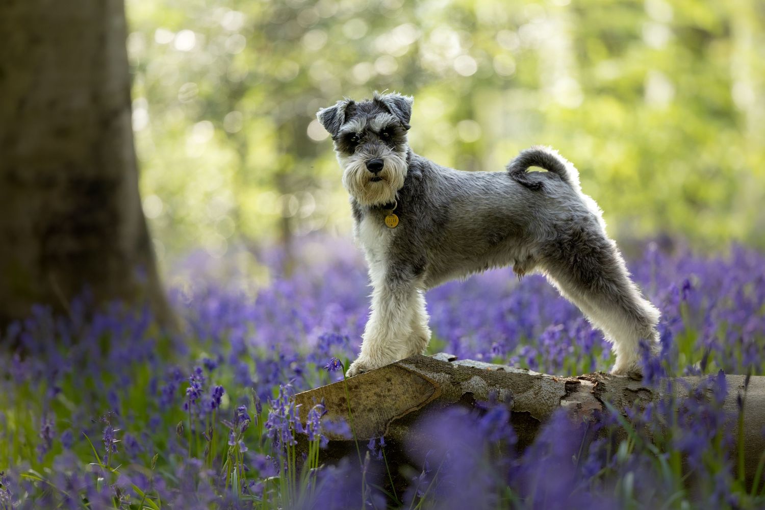 dog photography