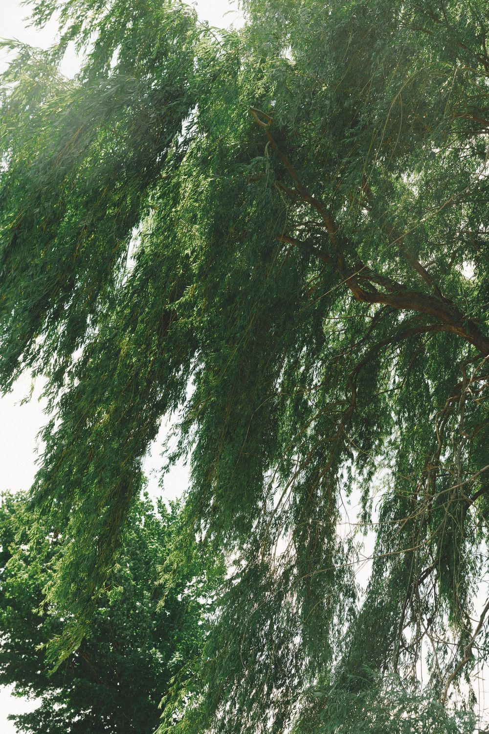 Lush green weeping willow tree branches cascading down against a bright sky in a serene outdoor setting.