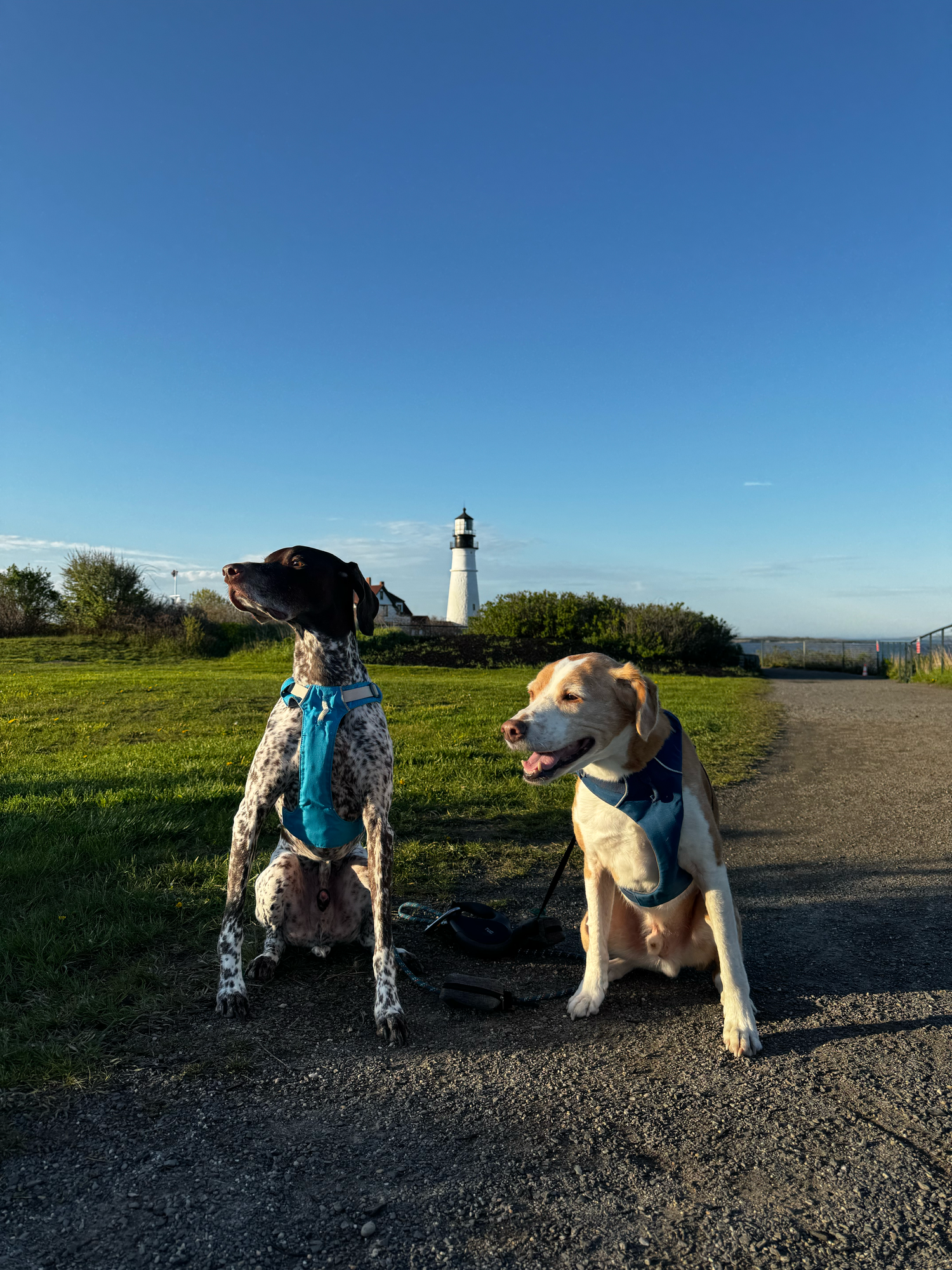 Two dogs in harnesses sit on a path near a lighthouse under a clear blue sky on a sunny day.