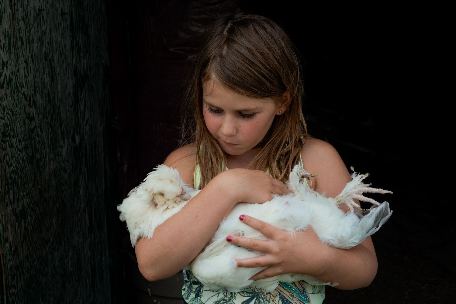 Young girl cradling a white chicken – A soft and emotive portrait of a young girl gently holding a chicken