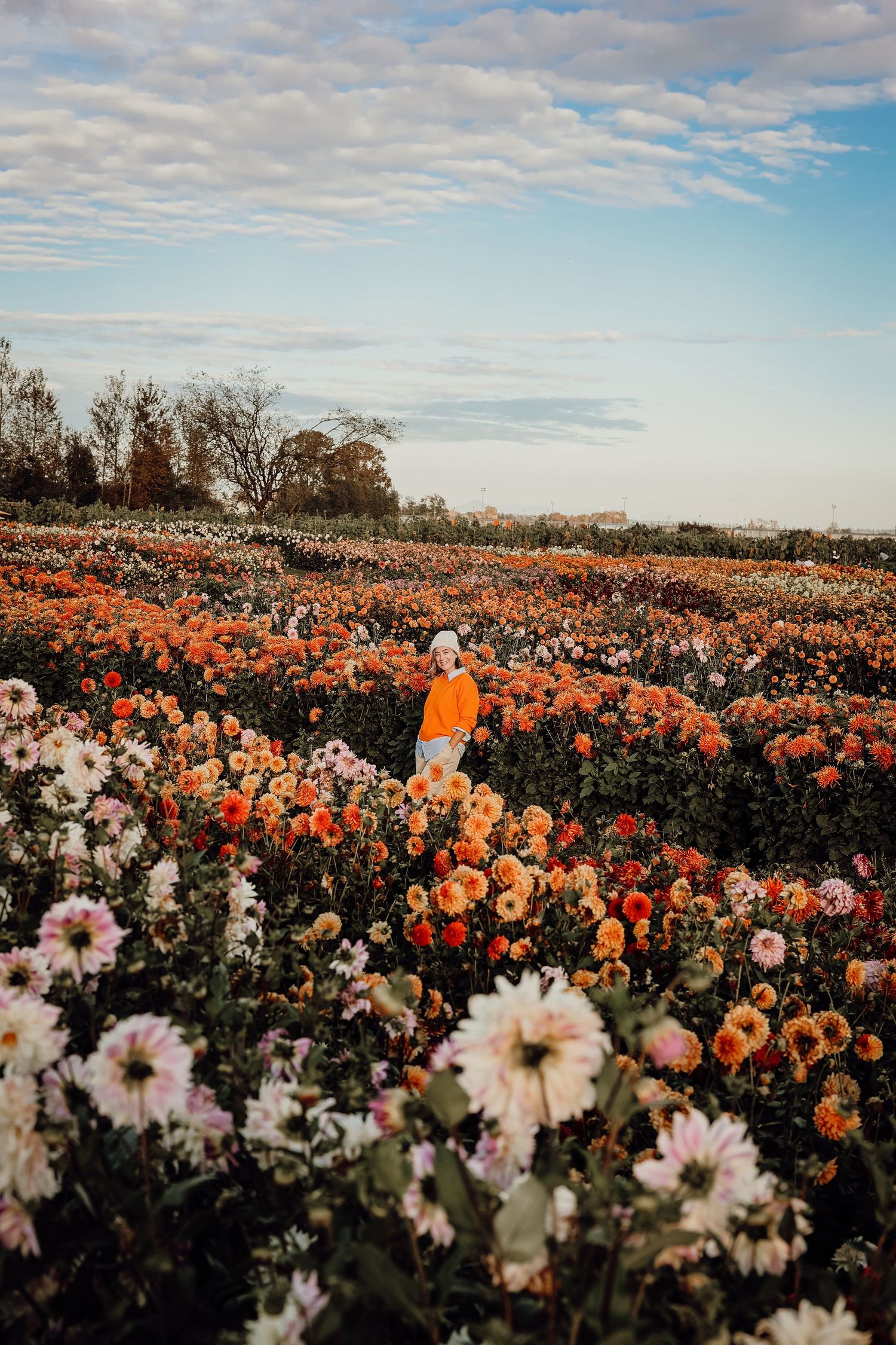 Orange dahlias and white cosmos flowers fill a blooming autumn garden field.