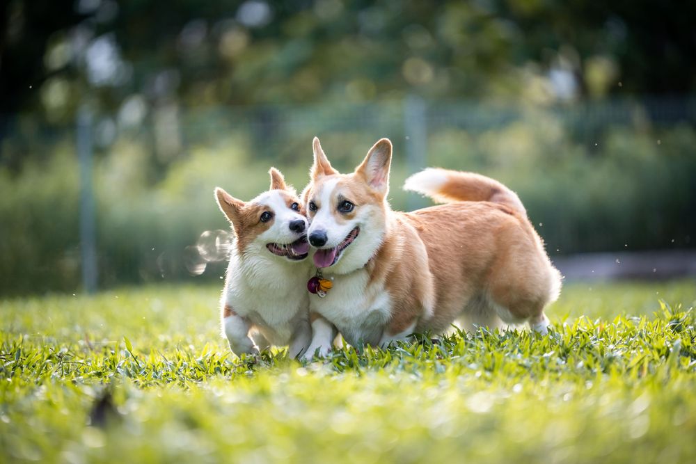 Two energetic Corgi dogs playing chase through wildflowers in sunny garden.