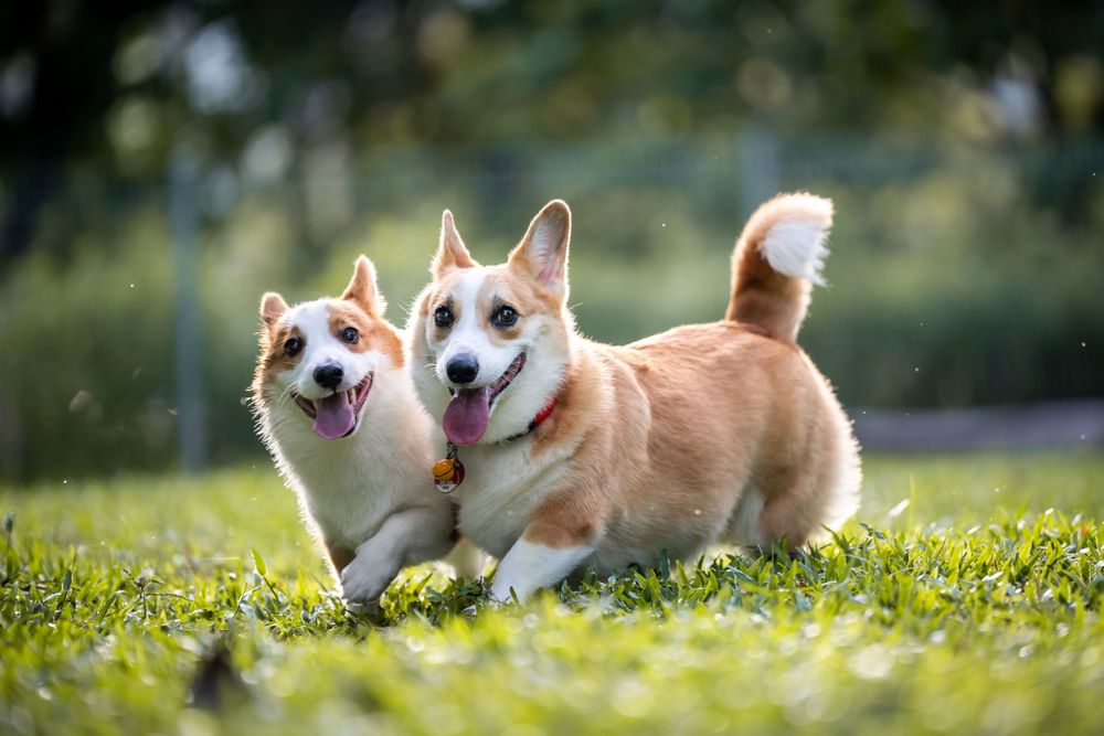Two happy Corgi dogs running and playing together on grass in sunlit park.