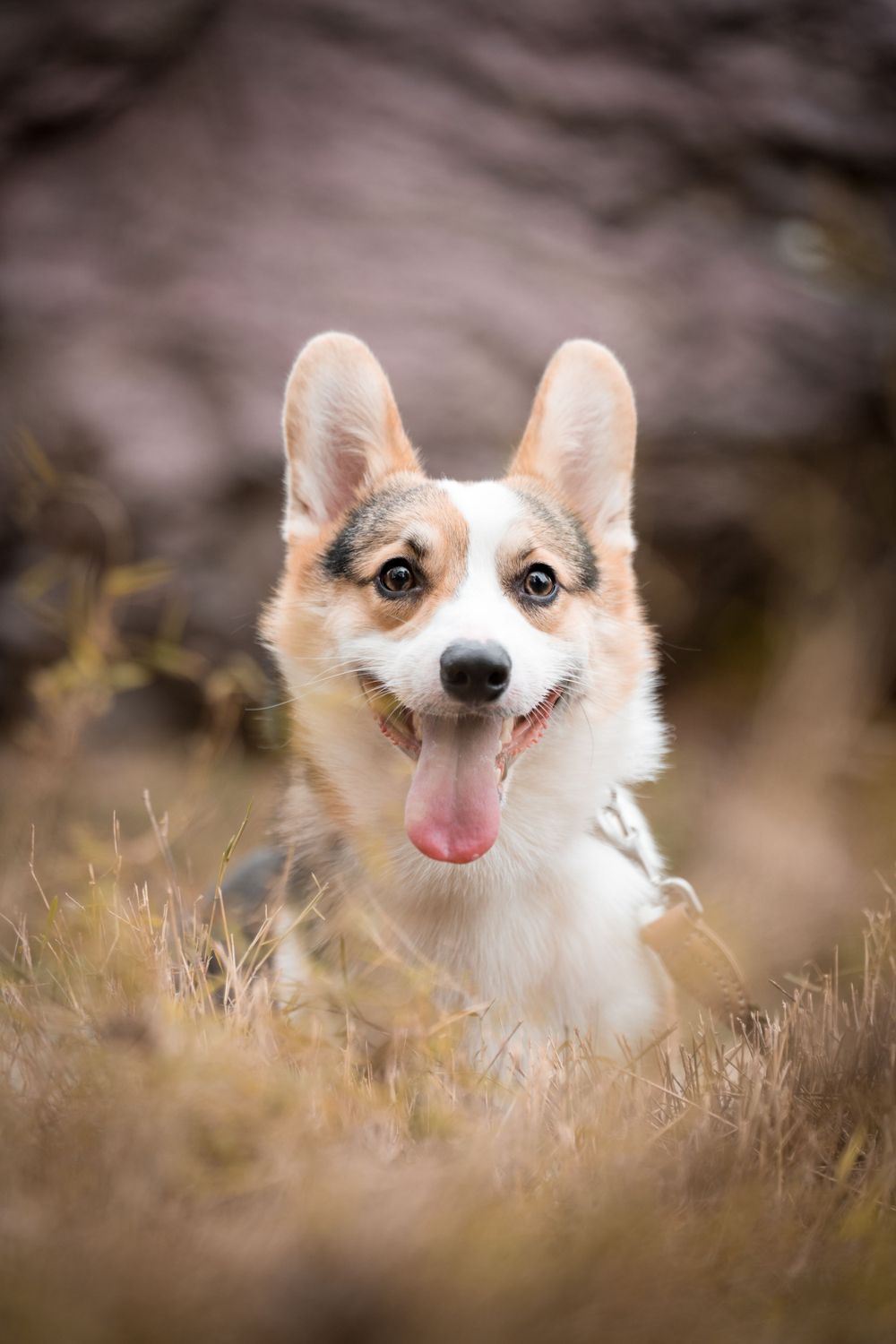 Happy Corgi dog with perked ears and tongue out smiling in brown grass.