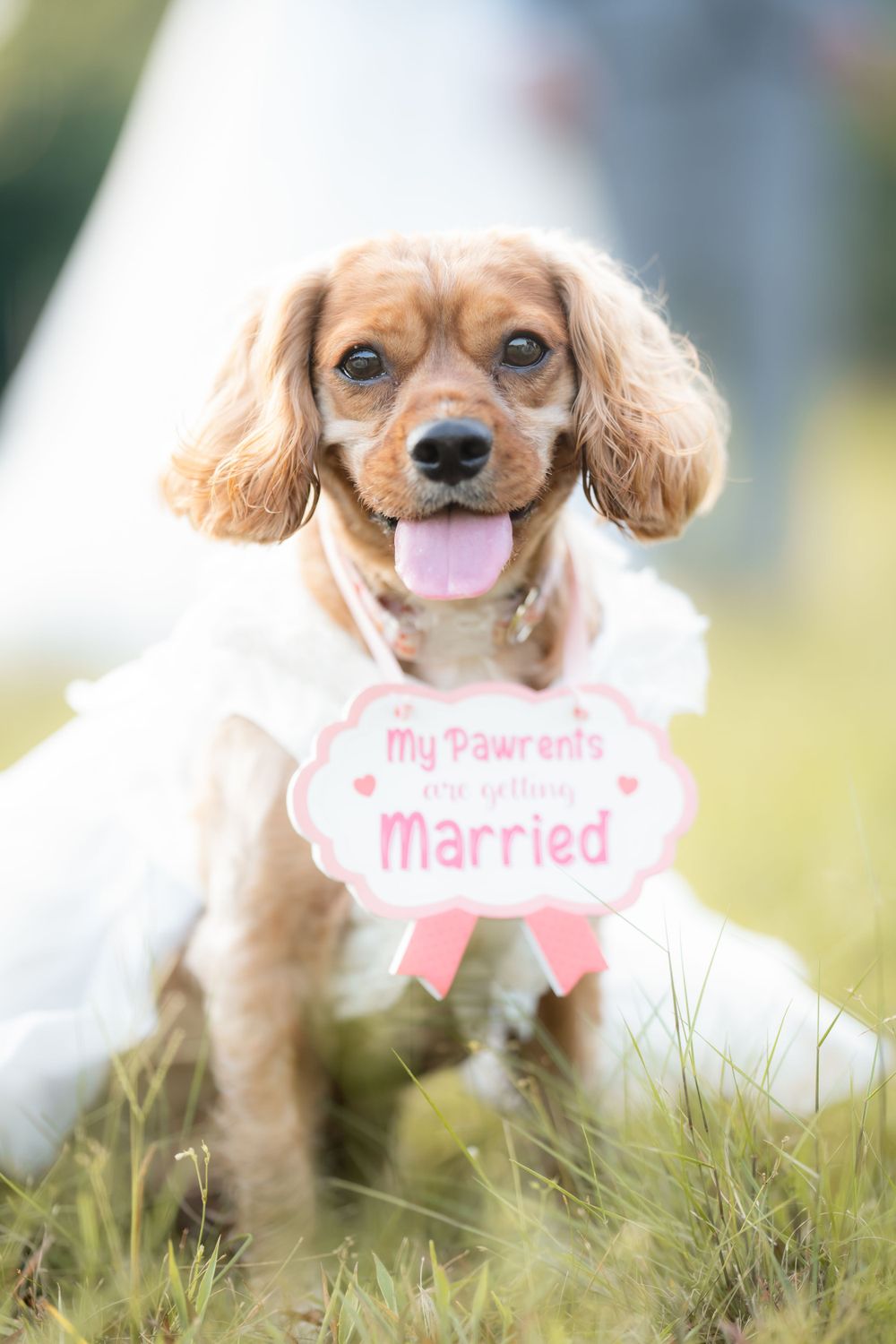 Happy Cocker Spaniel puppy wearing a pink 'My Parents are Getting Married' sign around its neck in outdoor setting.