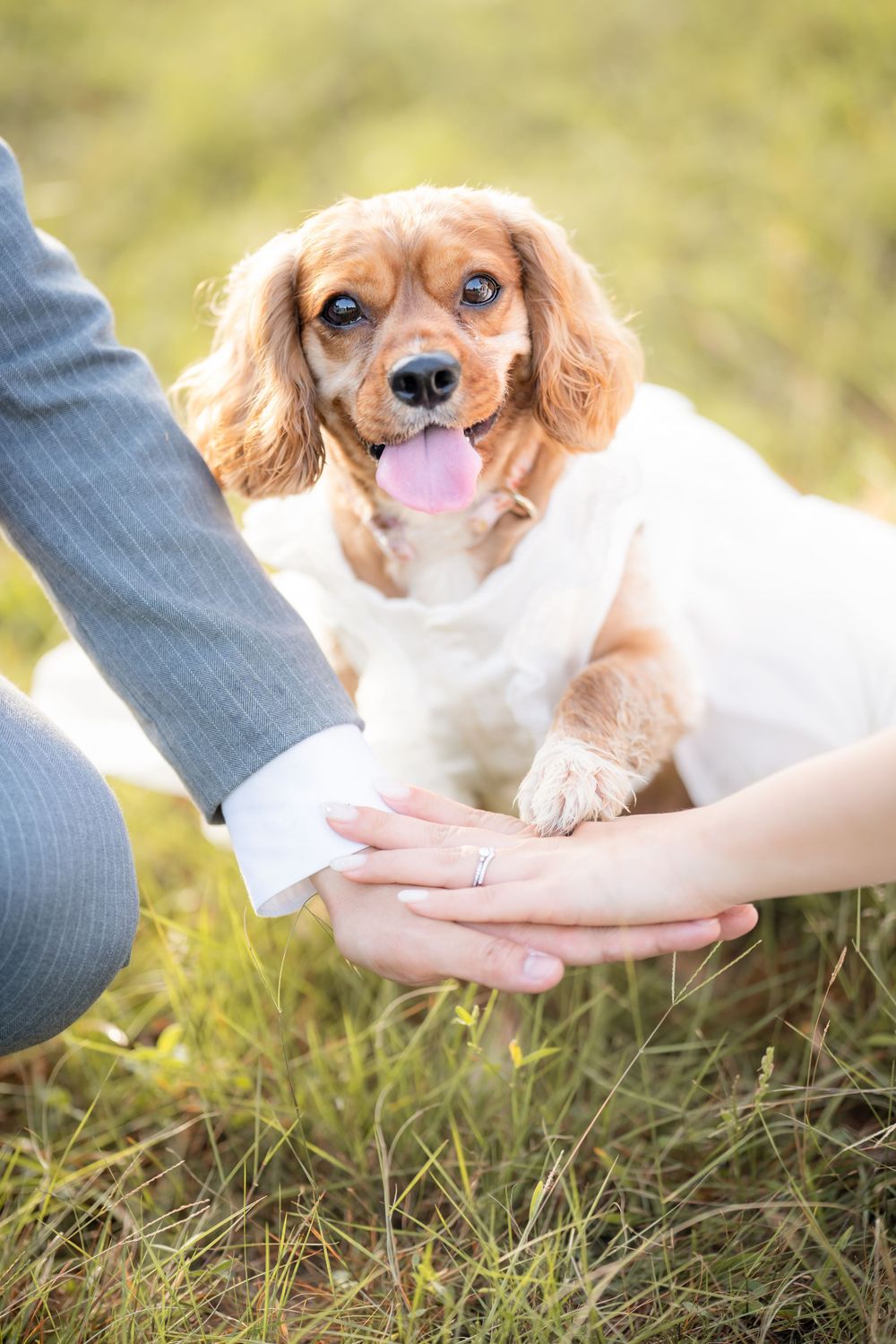 Cute Cavalier King Charles Spaniel dog with floppy ears sits between two people's hands in outdoor grass setting.