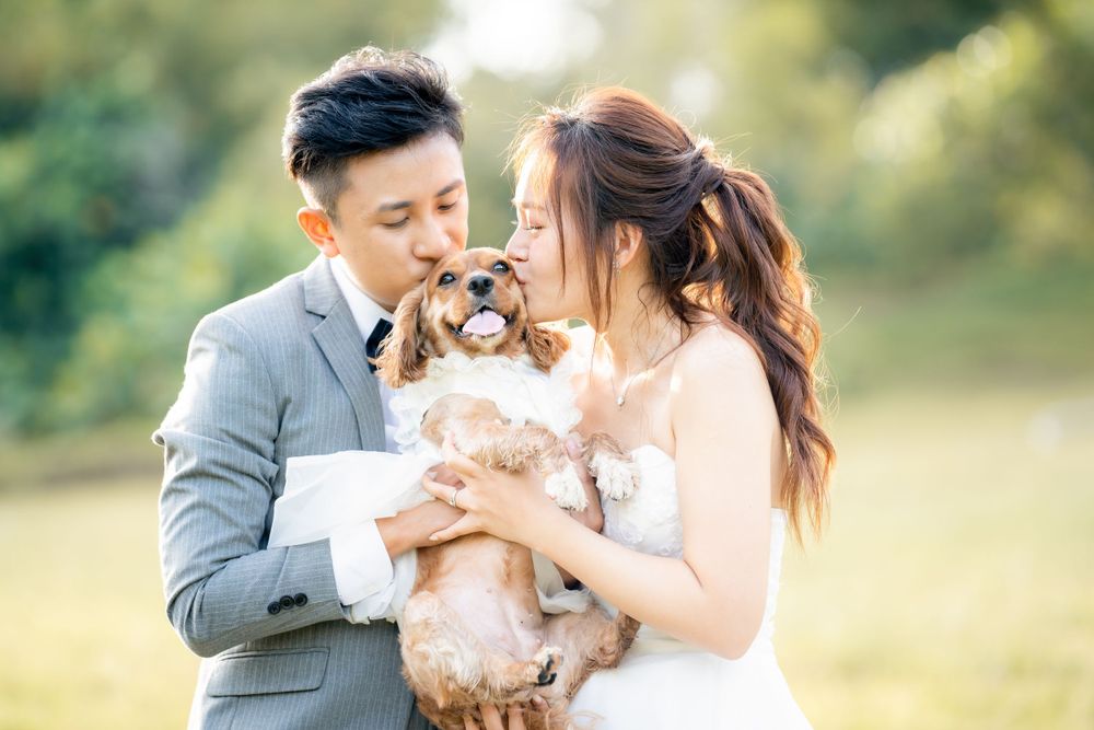 A couple in wedding attire holds their small fluffy dog together in a sun-lit outdoor setting.