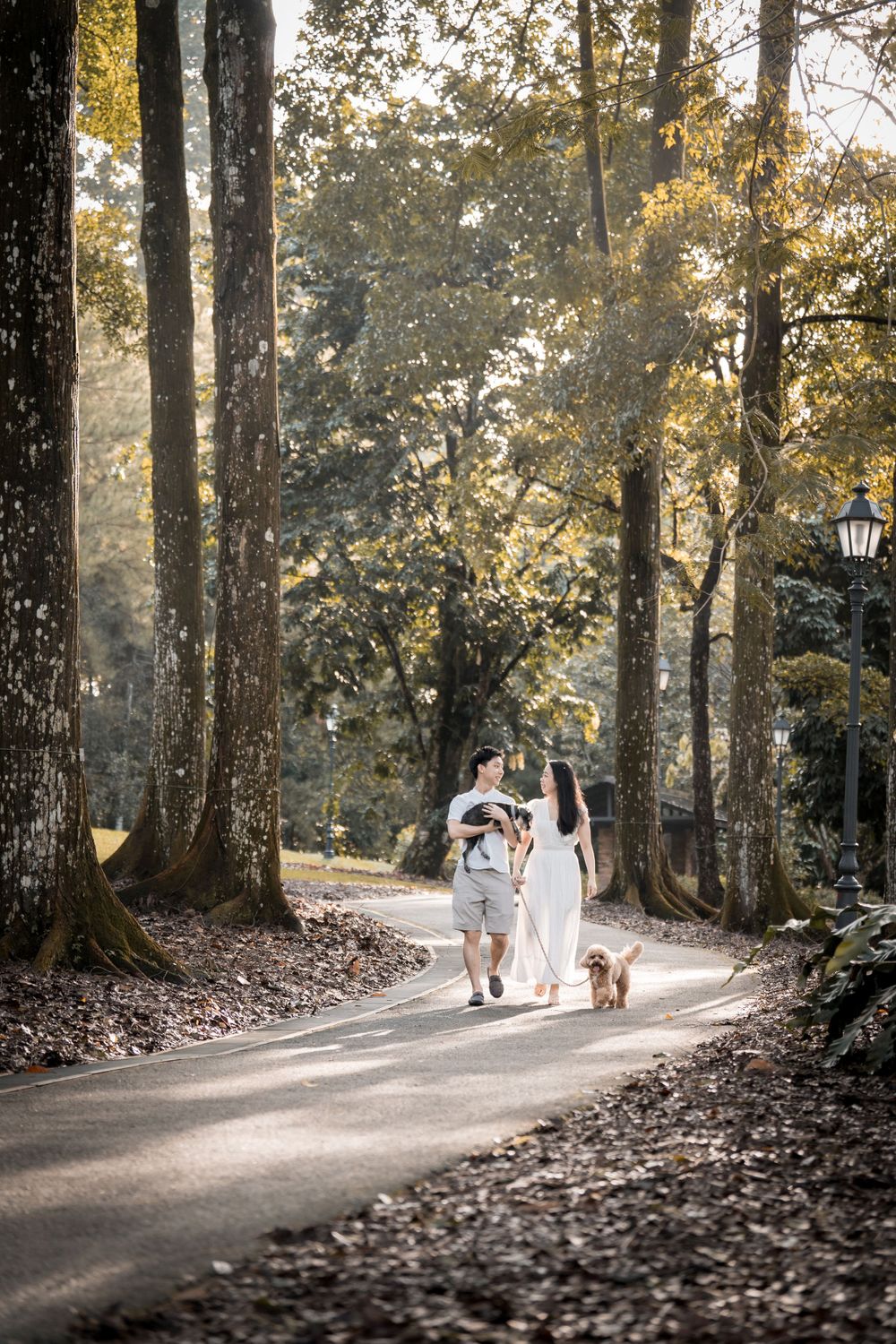 Family walks with their dog along a tree-lined path on a misty morning.