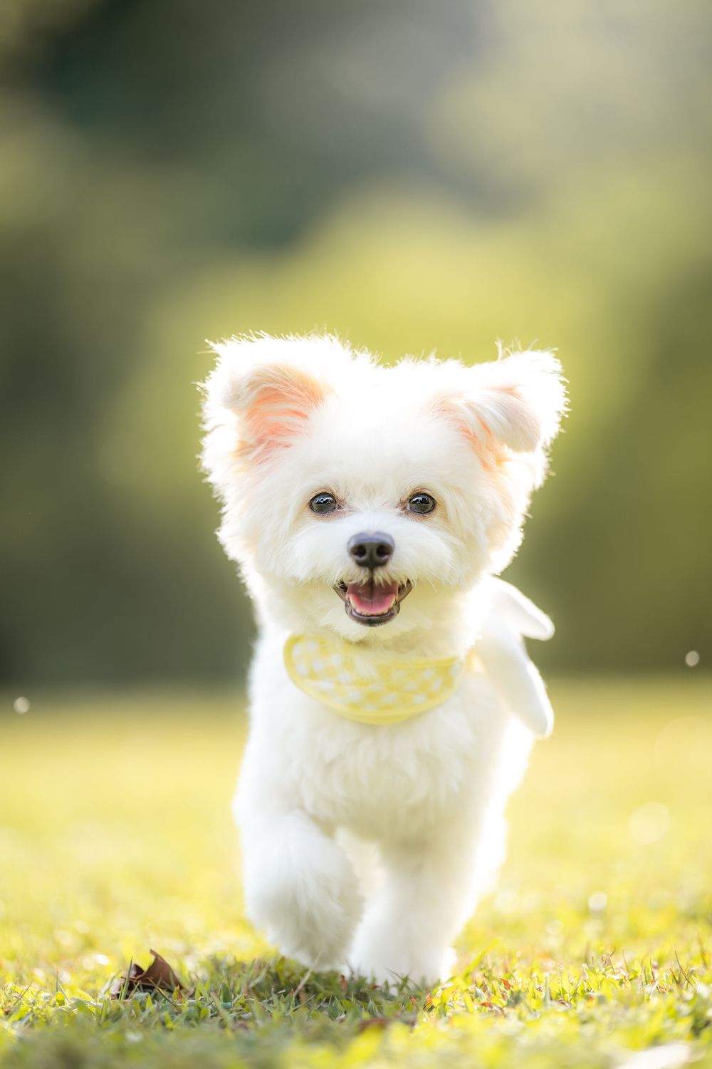 Cheerful white Maltese puppy wearing yellow bandana running on grass.
