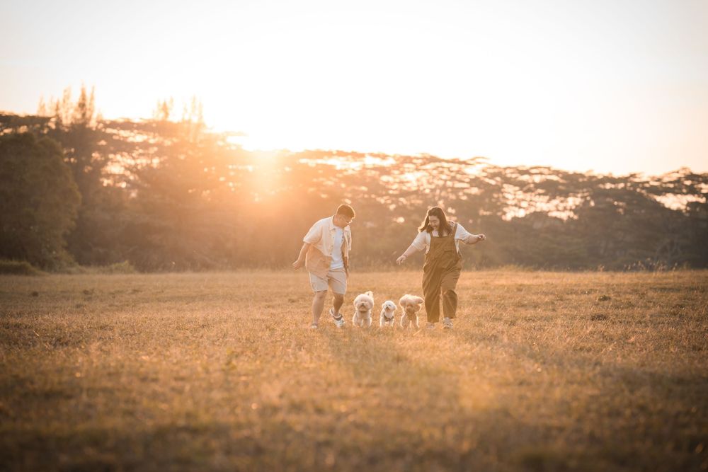 A couple walks their dog together in a golden field at sunset.