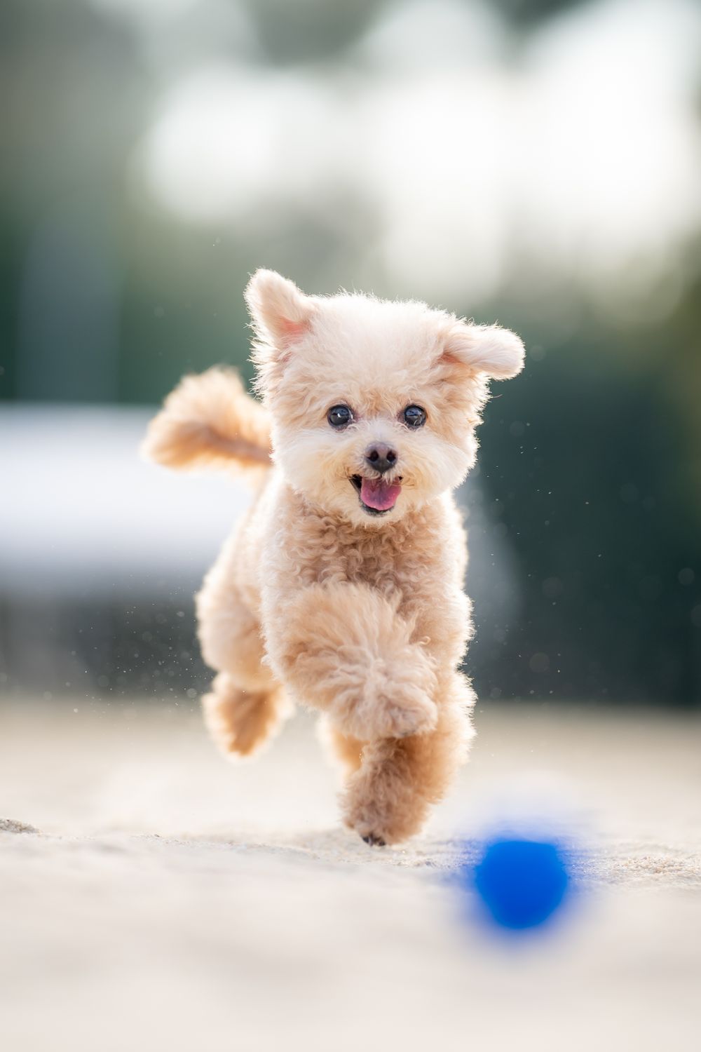 Adorable cream-colored toy dog chasing a blue ball with joyful expression.