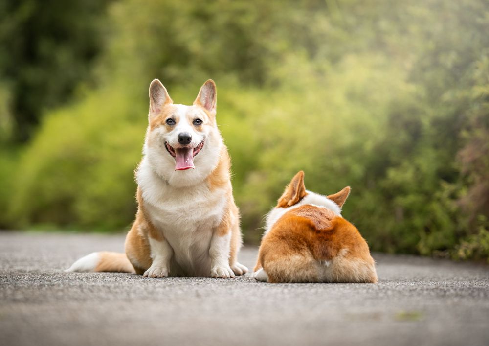 Two happy Corgis sitting together on a path with green foliage background.