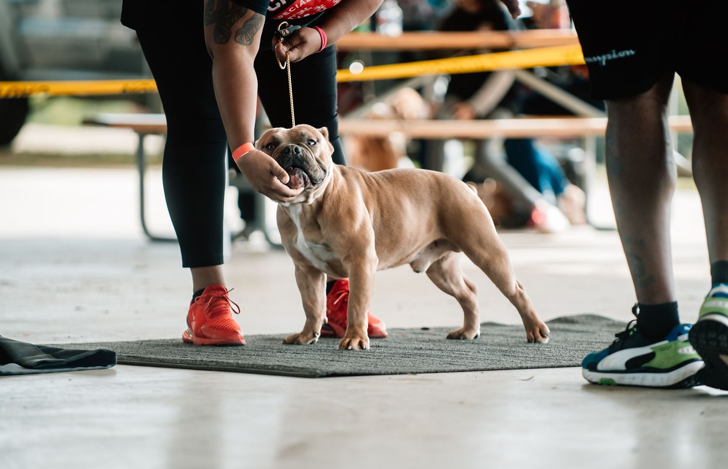 Small tan dog on leash stands between owners' feet during training or event.