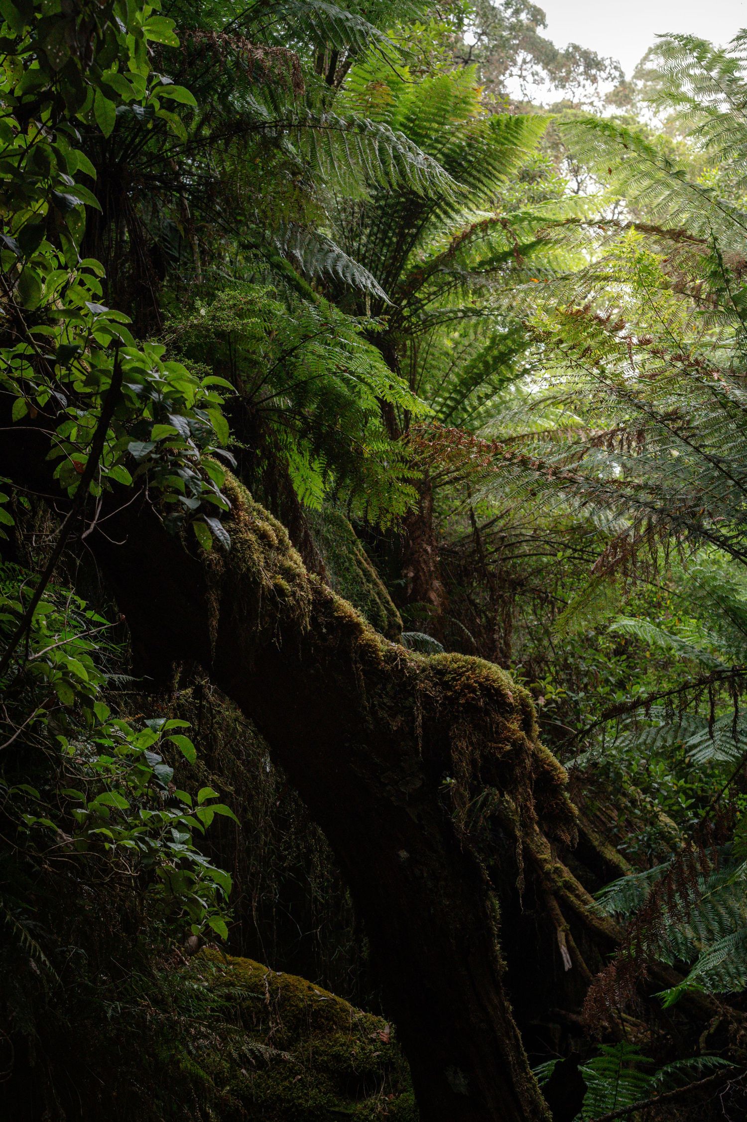 Lush tree ferns and moss-covered branches create a mystical atmosphere in a dense rainforest setting.