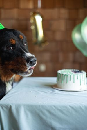 A black and tan dog eyes a small white birthday cake with green frosting on a table.