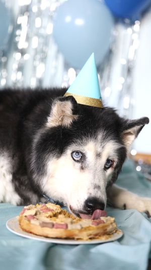 Husky dog wearing blue party hat licks dessert plate at birthday celebration with balloons and sparkly backdrop.