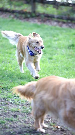 Happy golden retriever wearing a blue bandana runs playfully through a green grass yard towards another dog.