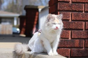 A fluffy white cat with pink nose sits in sunlight against a red brick wall, looking majestic and alert.