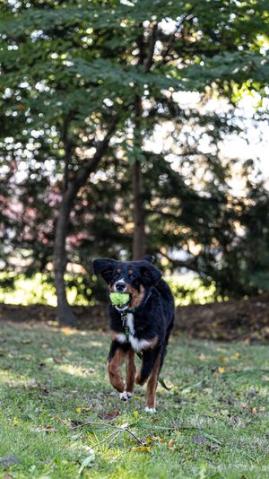 A black and brown dog runs happily across the grass while carrying a tennis ball in its mouth on a sunny day.