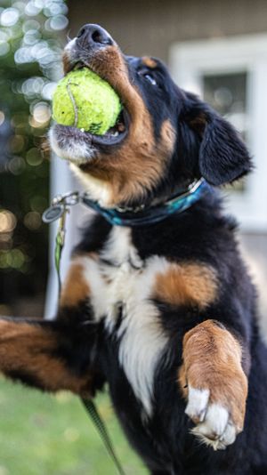 Playful black and tan dog jumping up to catch a tennis ball with bokeh lights in the background.